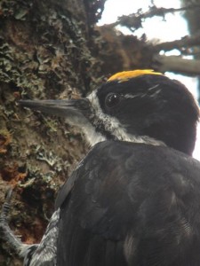 Black-backed Woodpecker