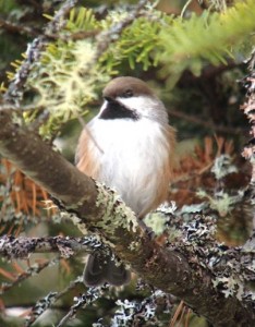 Boreal Chickadee