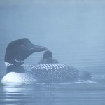 Common Loon with chick