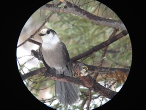 Gray Jay