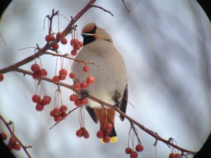 Bohemian Waxwing