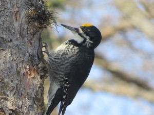 Black-backed Woodpecker