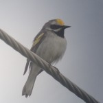 Golden-winged Warbler