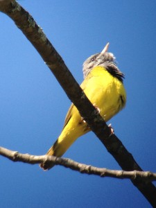 Mourning Warbler