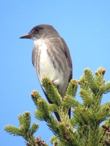 Olive-sided Flycatcher