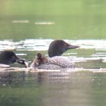 Common Loon family