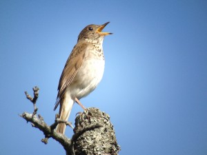 Bicknell's Thrush