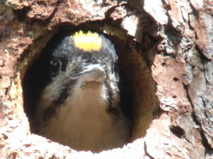 Black-backed Woodpecker baby