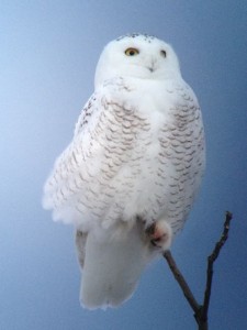 Snowy Owl