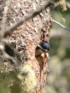 Female Black-backed Woodpecker in defensive position.