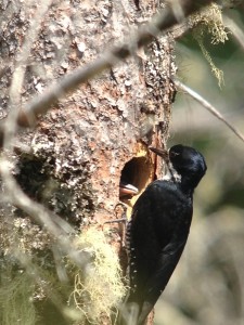 Female Black-backed Woodpecker feeding young