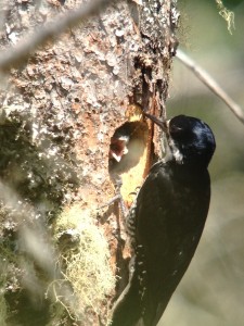Female Black-backed Woodpecker feeding young