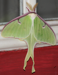 Luna Moth on June 5, 2013 in Long Lake.