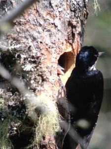 A female Black-backed Woodpecker feeding young at her nest hole on June 14th