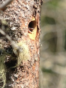 A baby Black-backed Woodpecker bill sticking out of the nest hole on June 14th