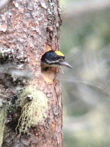 Male Black-backed Woodpecker at its nest hole on June 18th