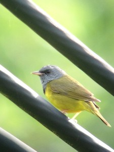 Mourning Warbler on a wire taken on June 21st