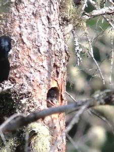 Baby Black-backed Woodpecker head sticking out of its nest hole on June 21st