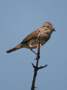 Lincoln's Sparrow carrying food for young on June 21st