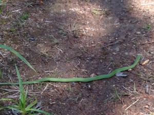 Smooth Green Snake taken on June 21st
