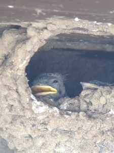 Cliff Swallow babies in their mud nest!