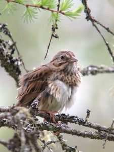 Lincoln's Sparrow taken on June 23rd