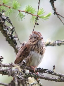 Lincoln's Sparrow taken on June 23rd