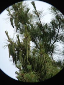 White Pine cones photographed in Long Lake, NY