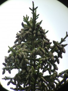 Red Spruce cones photographed in Long Lake, NY