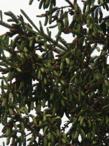 Norway Spruce cones photographed in Long Lake, NY