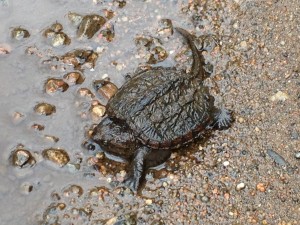 Young Snapping Turtle photographed on July 5, 2013 at Massawepie Mire.