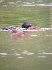 Common Loon with two chicks at Deer Pond on July 9, 2013