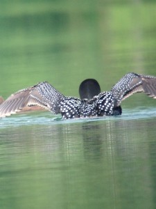 Common Loon on Deer Pond.  Photograph taken on July 9, 2013.