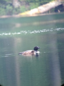 Common Loon with chick photographed on July 9, 2013 on Deer Pond.