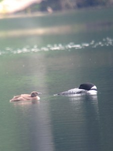 Resting Common Loon with a chick photographed on July 9, 2013 on Deer Pond.