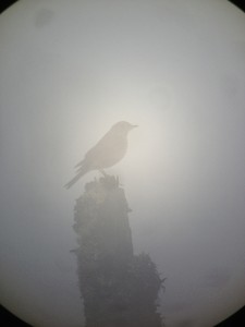 Bicknell's Thrush in the fog photographed on July 11, 2013 during a Dawn Tour up Whiteface Mountain.