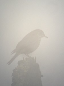 Bicknell's Thrush in the fog photographed on July 11, 2013 during a Dawn Tour up Whiteface Mountain