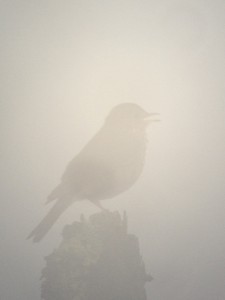 Bicknell's Thrush singing in the fog - photographed on July 11, 2013 during a Dawn Tour up Whiteface Mountain