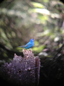 Singing male Indigo Bunting photographed on July 11, 2013.