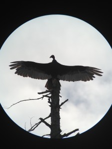 A Turkey Vulture at the top of a large dead snag, appearing like a Totem Pole!