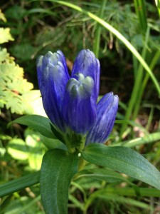 Bottle Gentian photographed on August 15, 2013.