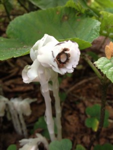 Indian Pipe photographed on August 15, 2013.