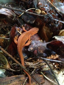 Red Eft along the Northville-Placid Trail in Long Lake.  Photograph taken on August 27, 2013.
