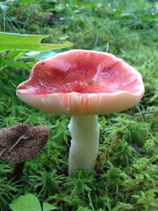 Mushroom photographed in the boreal forest on August 27, 2013.
