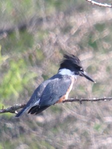 Belted Kingfisher hunting over Helldiver Pond in Moose River Plains.  Photograph taken on August 29, 2013 from way across the pond!