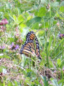 One of only a few Monarch Butterflies I have observed this season.  Photograph taken on August 30, 2013 outside our Long Lake home.