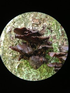 Mushrooms photographed on August 30, 2013.