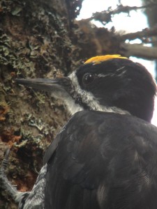 Male Black-backed Woodpecker photographed along Sabattis Circle Rd. on 9/1/13.