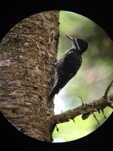 Female Black-backed Woodpecker photographed along Sabattis Circle Rd. on 9/1/13.