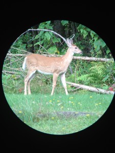 White-tailed Deer (fawn) at our Long Lake house on 9/2/13.